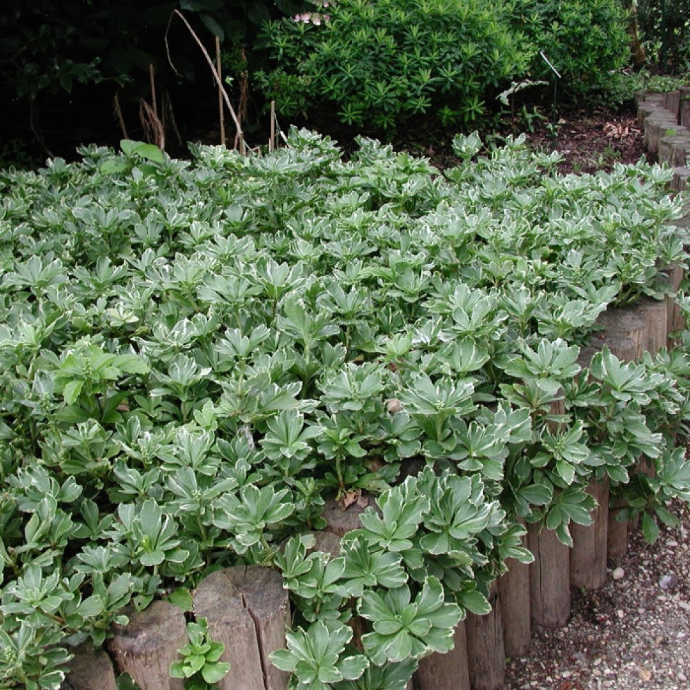 Pachysandra terminalis / Mietveinė viršūnžiedė VARIEGATA 