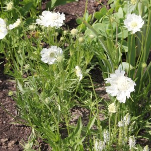 Scabiosa / Žvaigždūnė PERFECTA ALBA