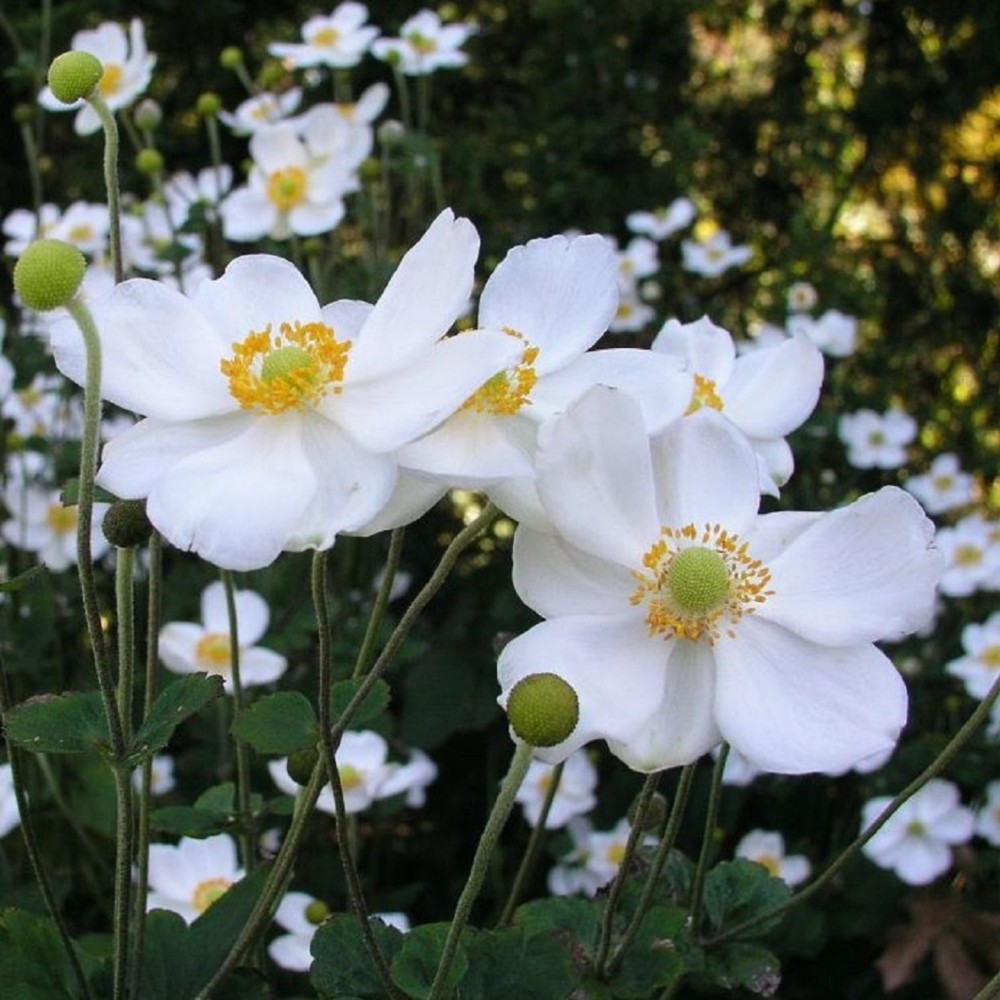 Anemone / Plukė HONORINE JOBERT