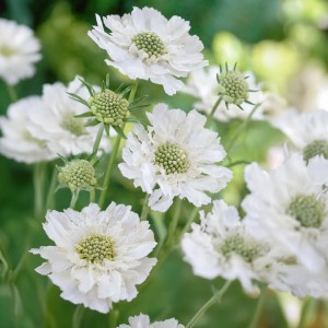 Scabiosa / Žvaigždūnė PERFECTA ALBA