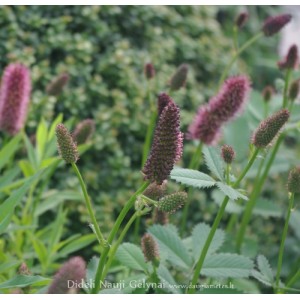 Sanguisorba / Kraujalakė HENK GERITTSEN