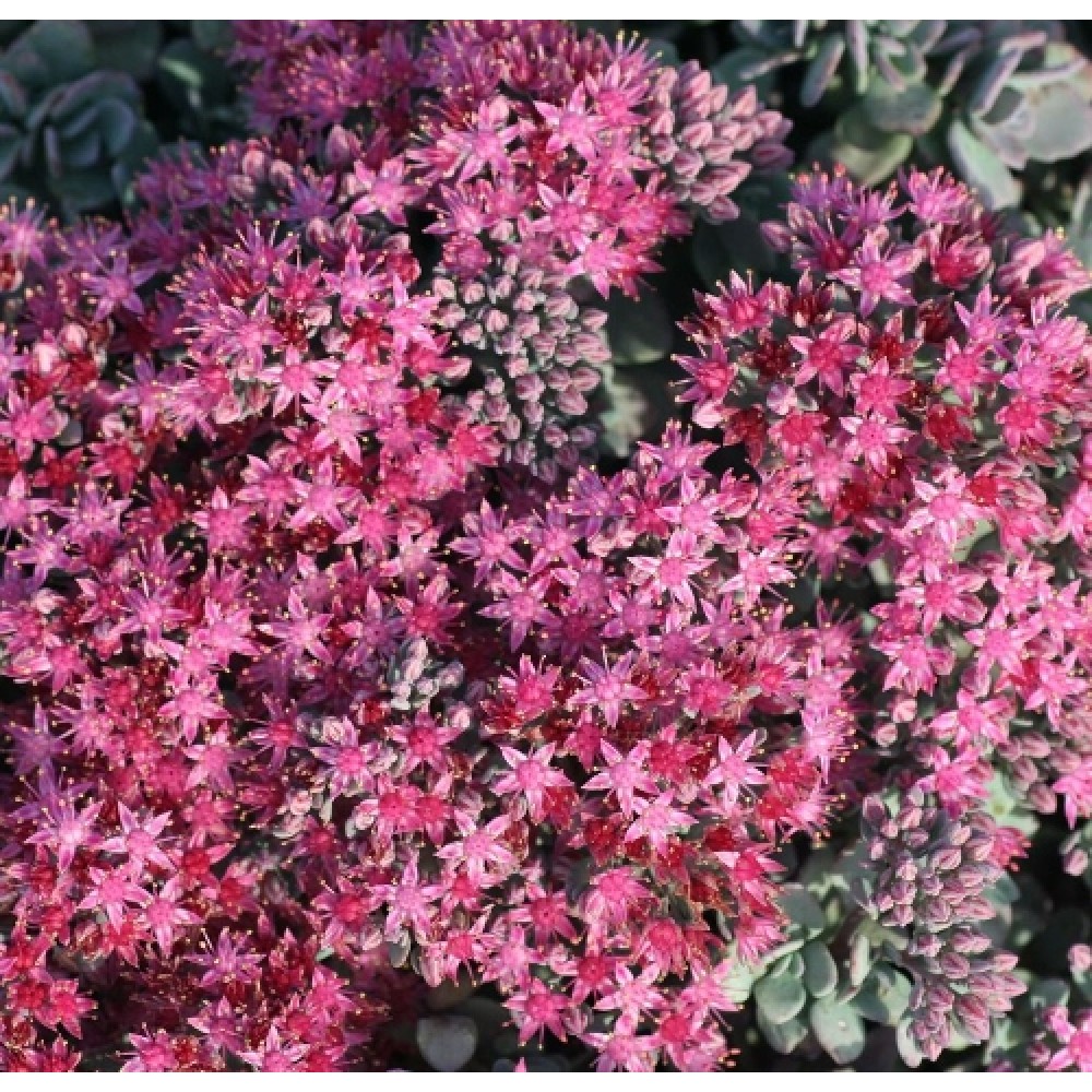 Sedum / Šilokas LIDAKENSE