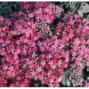 Sedum / Šilokas LIDAKENSE
