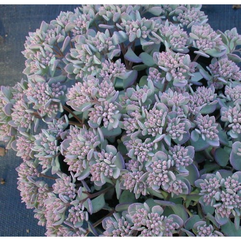 Sedum / Šilokas LIDAKENSE