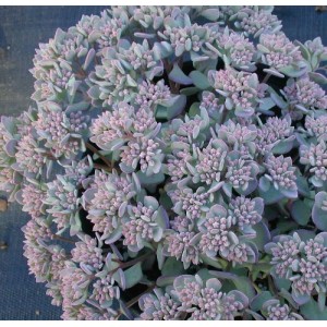 Sedum / Šilokas LIDAKENSE