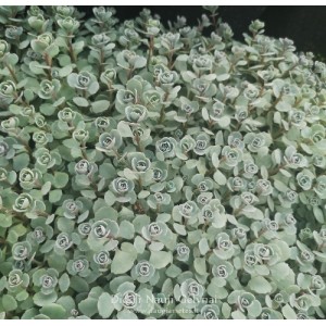 Sedum / Šilokas LIDAKENSE