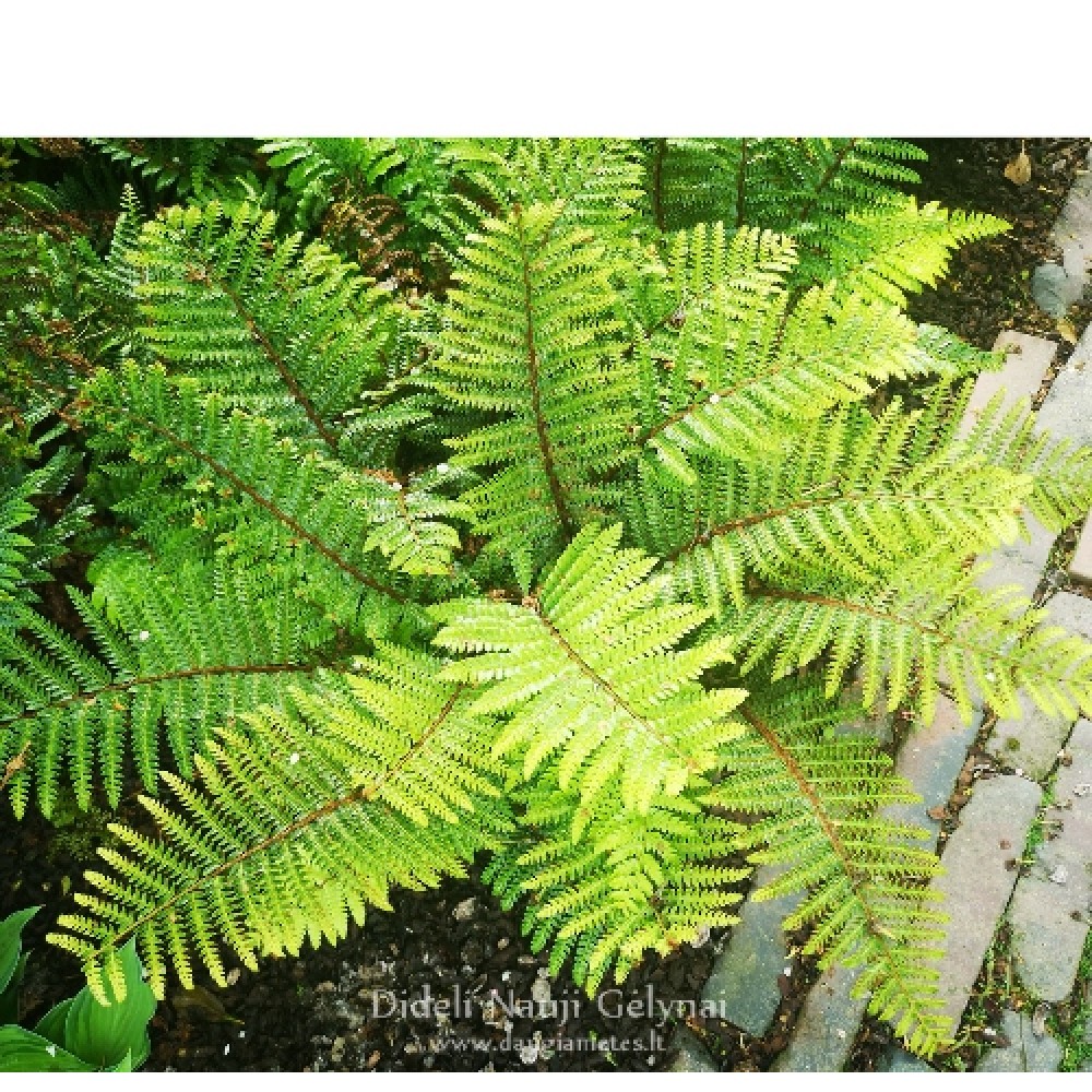 Polystichum / Spyglainis HERRENHAUSEN