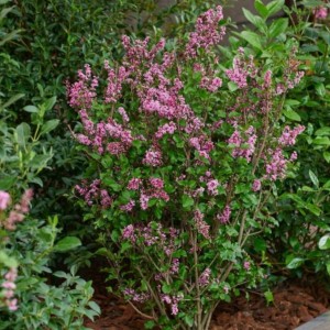 Syringa meyeri / Mejerio alyva LITTLE ROSIE