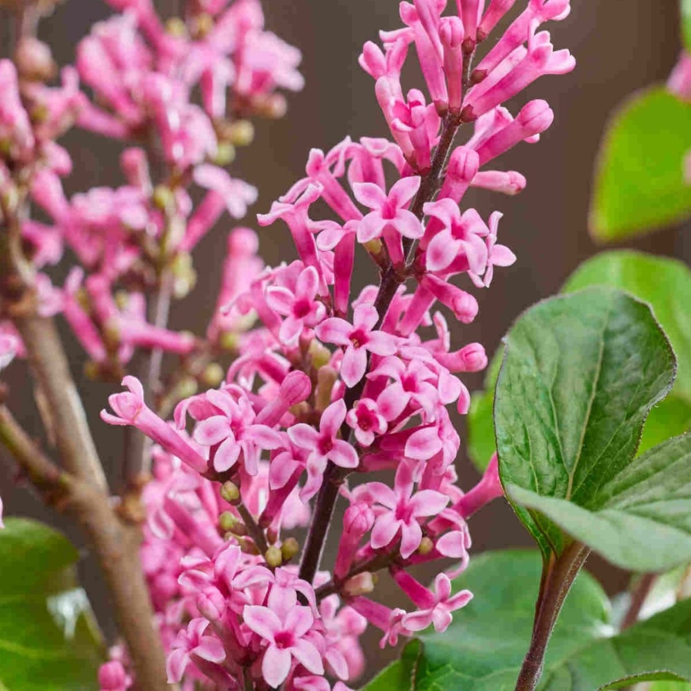 Syringa meyeri / Mejerio alyva LITTLE ROSIE