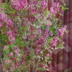 Syringa meyeri / Mejerio alyva LITTLE ROSIE