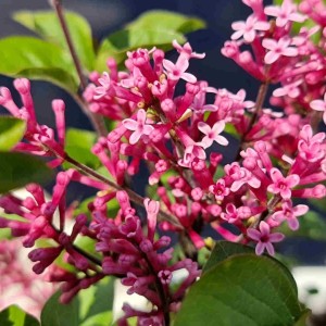 Syringa meyeri / Mejerio alyva LITTLE ROSIE
