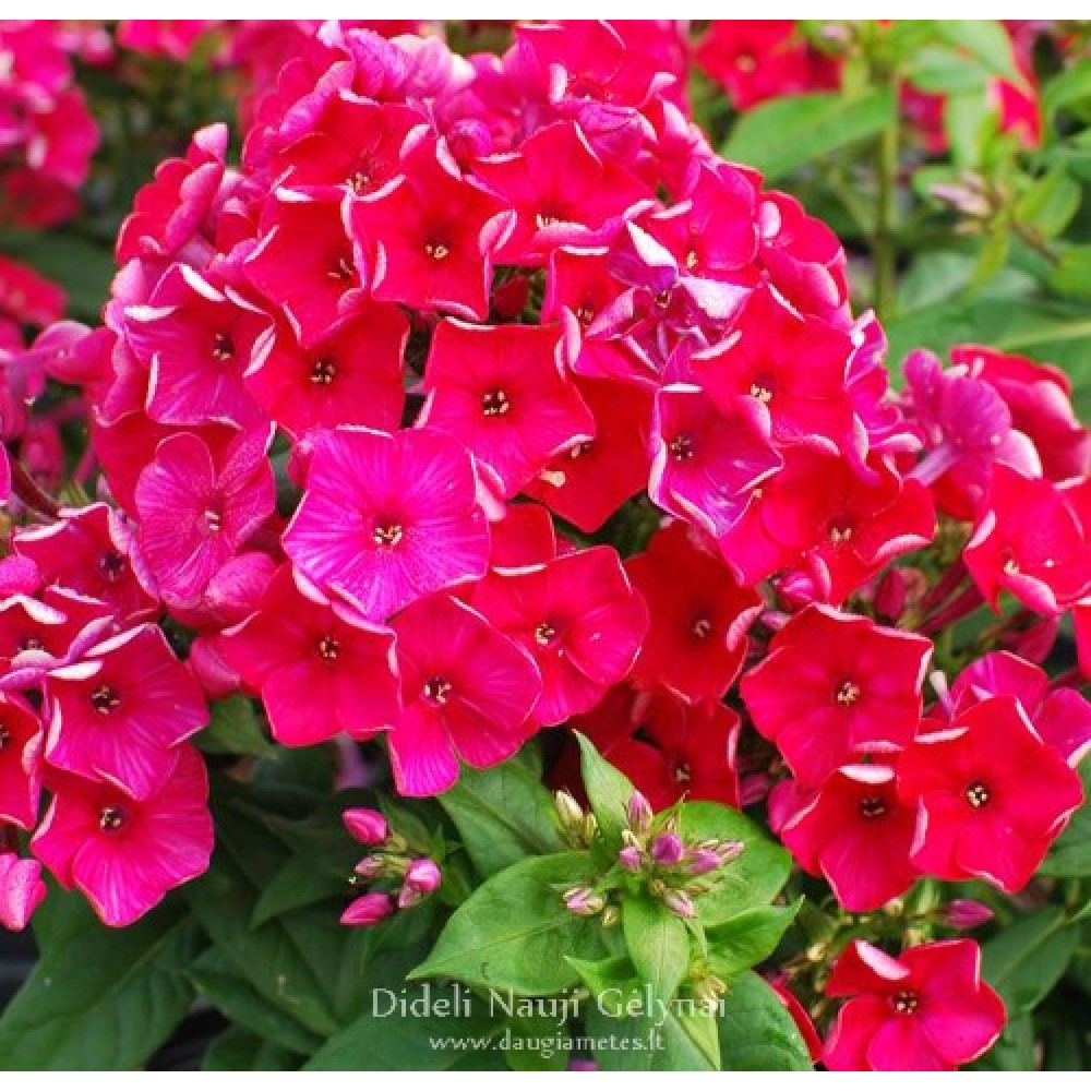 Phlox / Flioksas RED FLAME