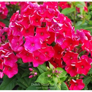 Phlox / Flioksas RED FLAME