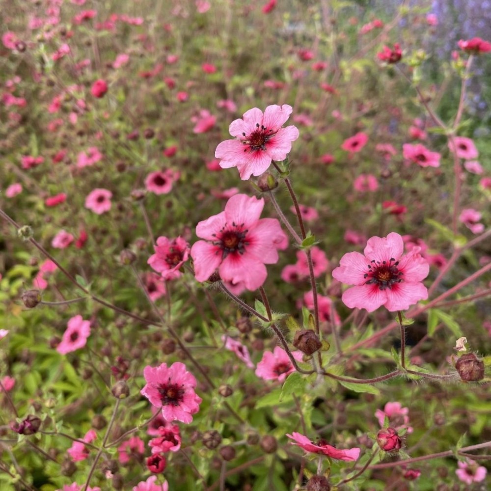 Sidabražolė / Potentilla MISS WILLMOTT