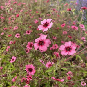 Sidabražolė / Potentilla MISS WILLMOTT
