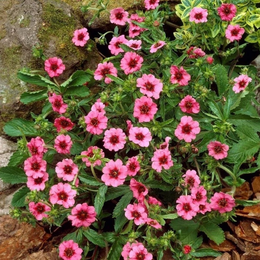 Sidabražolė / Potentilla MISS WILLMOTT