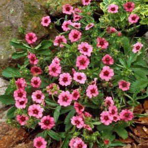 Sidabražolė / Potentilla MISS WILLMOTT