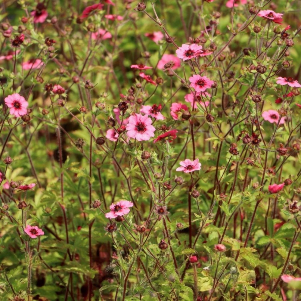 Sidabražolė / Potentilla MISS WILLMOTT