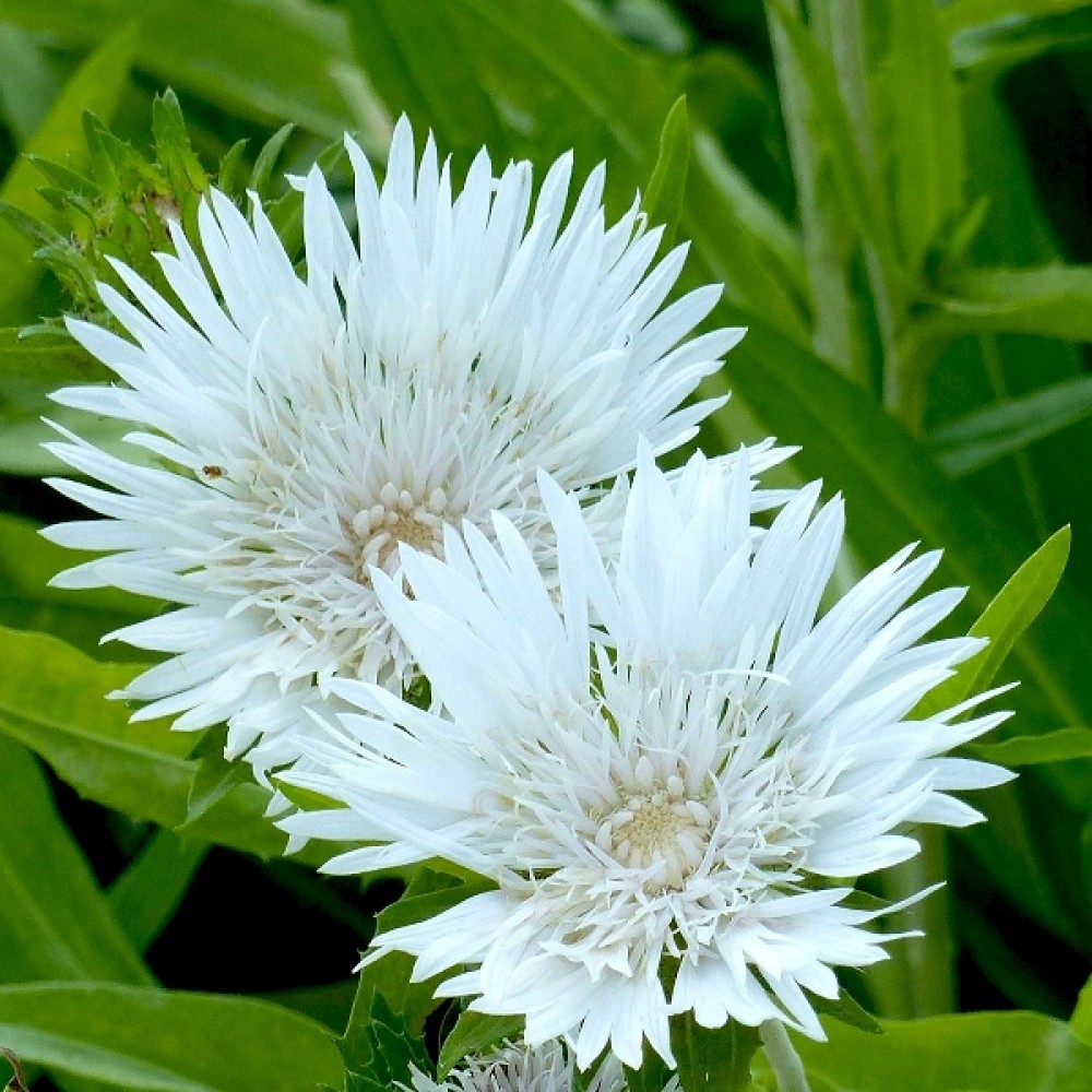 Stokesia / Dangūnis ALBA