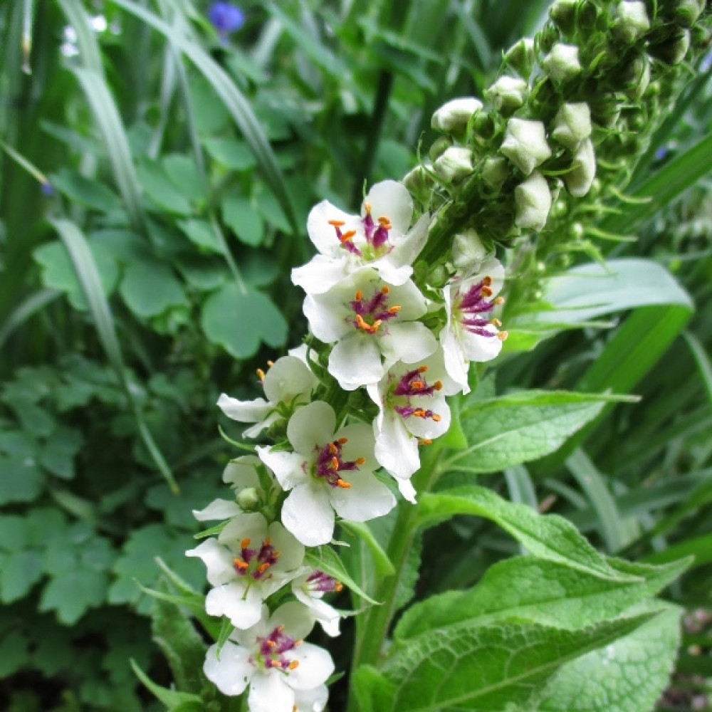 Verbascum / Tūbė ALBUM
