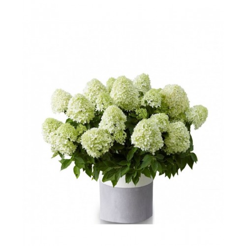Hortenzija šluotelinė (Hydrangea paniculata) 'LITTLE SPOOKY'®
