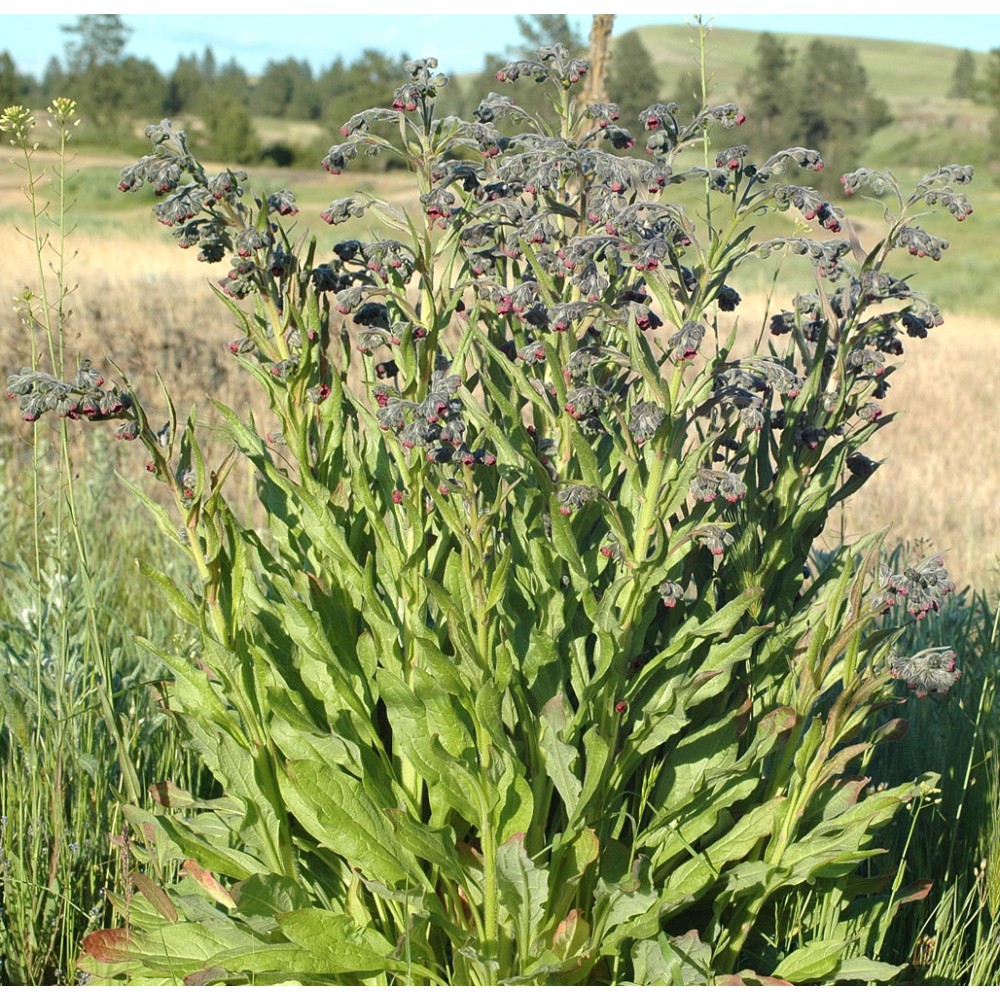 Cynoglossum officinale / Vaistinė šunlielė