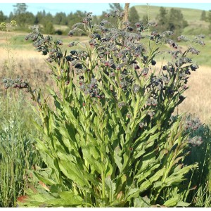 Cynoglossum officinale / Vaistinė šunlielė