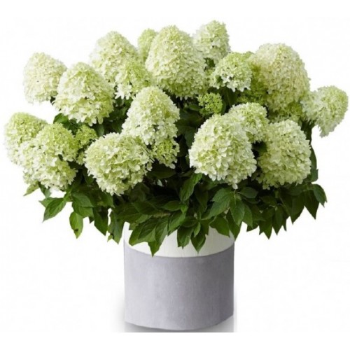 Hydrangea paniculata / Hortenzija šluotelinė LITTLE SPOOKY®