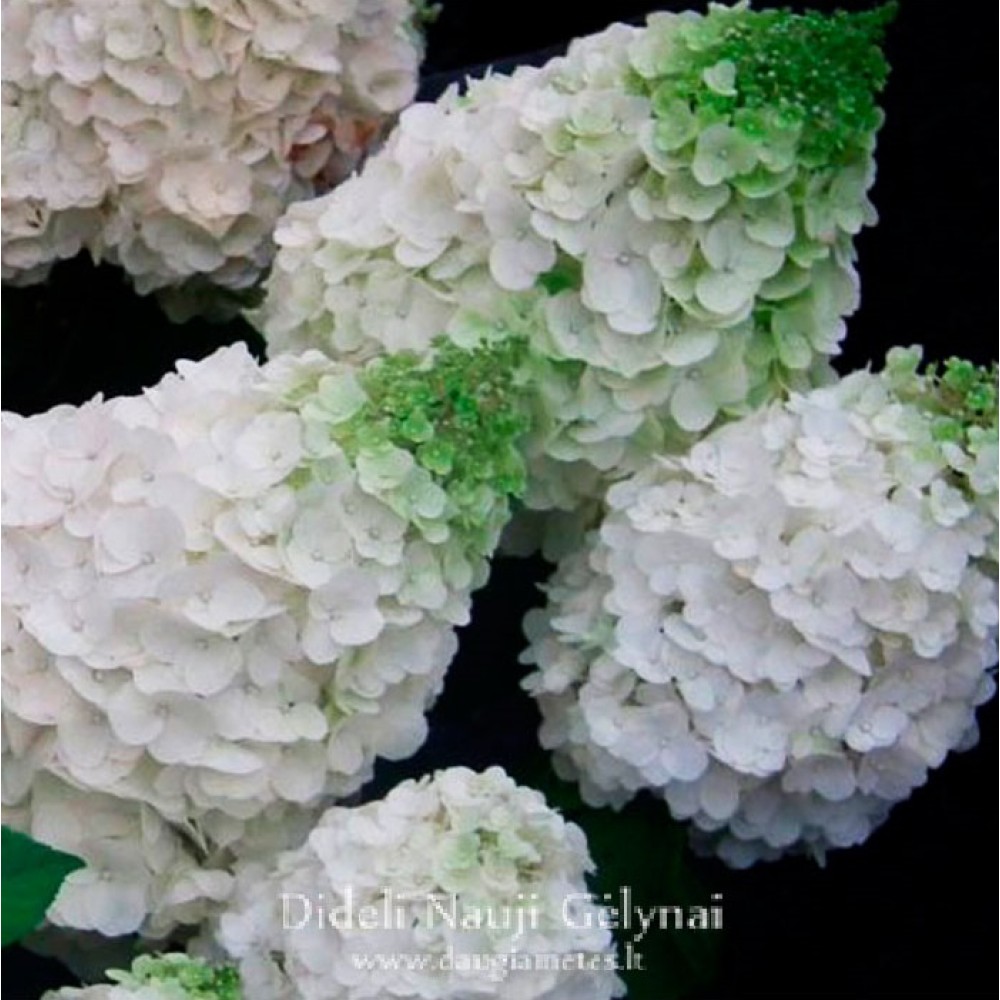 Hydrangea / Hortenzija MAGICAL MONT BLANC
