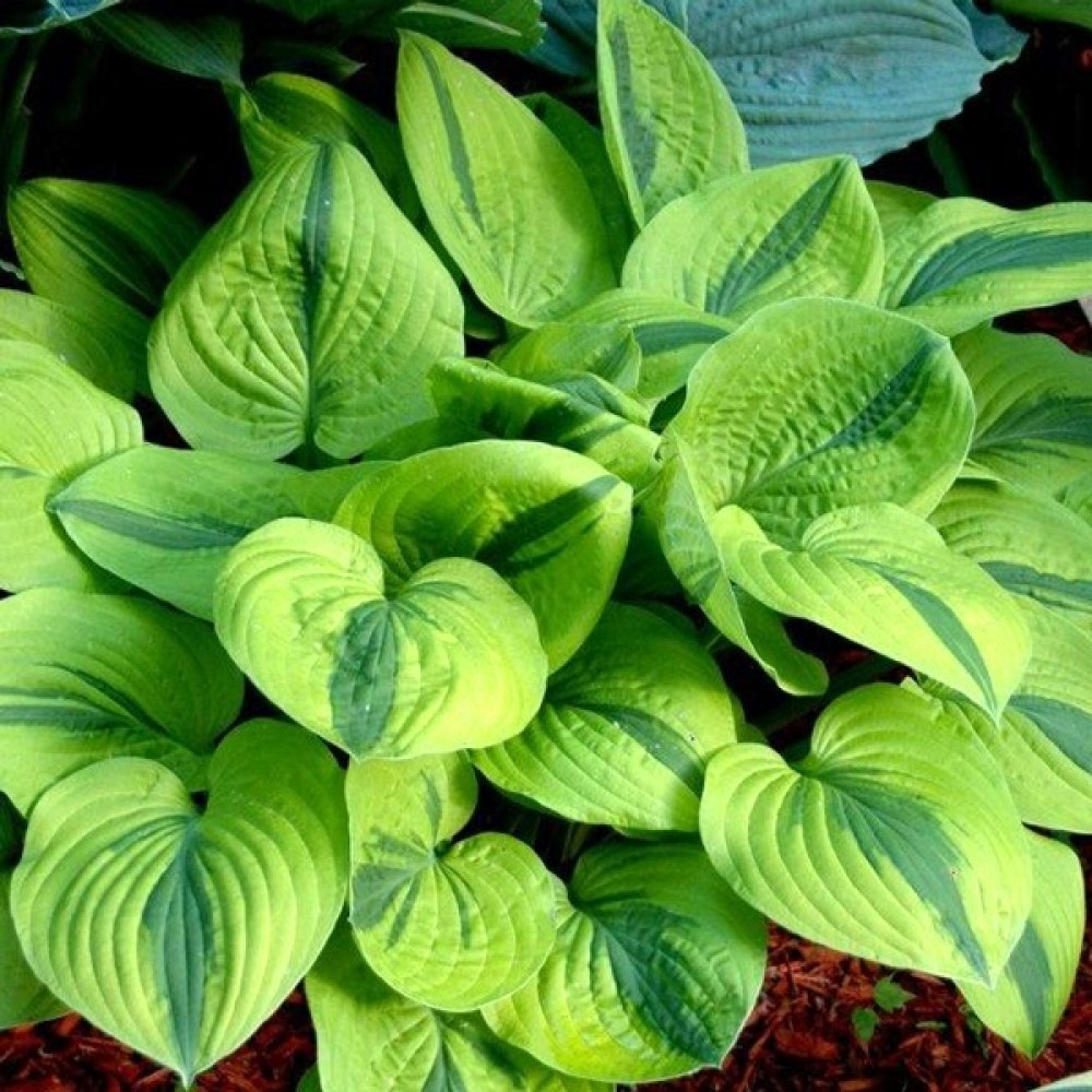 Hosta / Melsvė LUNA MOTH