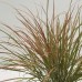 Calamagrostis arund. / Ašuotė SIROCCO 