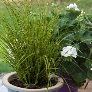 Carex / Viksva LADY SUNSHINE