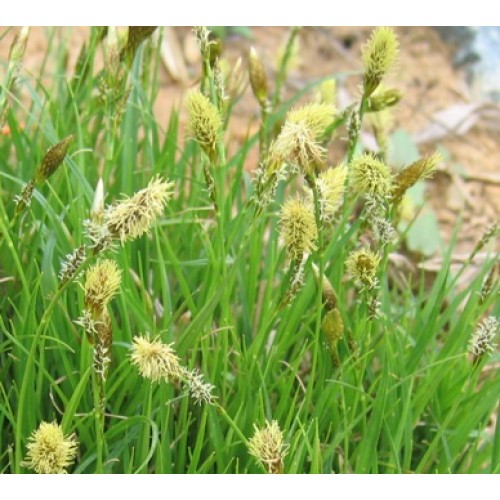 Carex caryophyllea / Ankstyvoji viksva