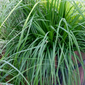 Carex / Viksva IRISH GREEN