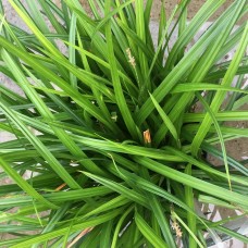 Carex / Viksva IRISH GREEN