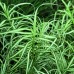Carex / Viksva BICOLOR FOUNTAIN