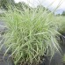 Carex / Viksva BICOLOR FOUNTAIN