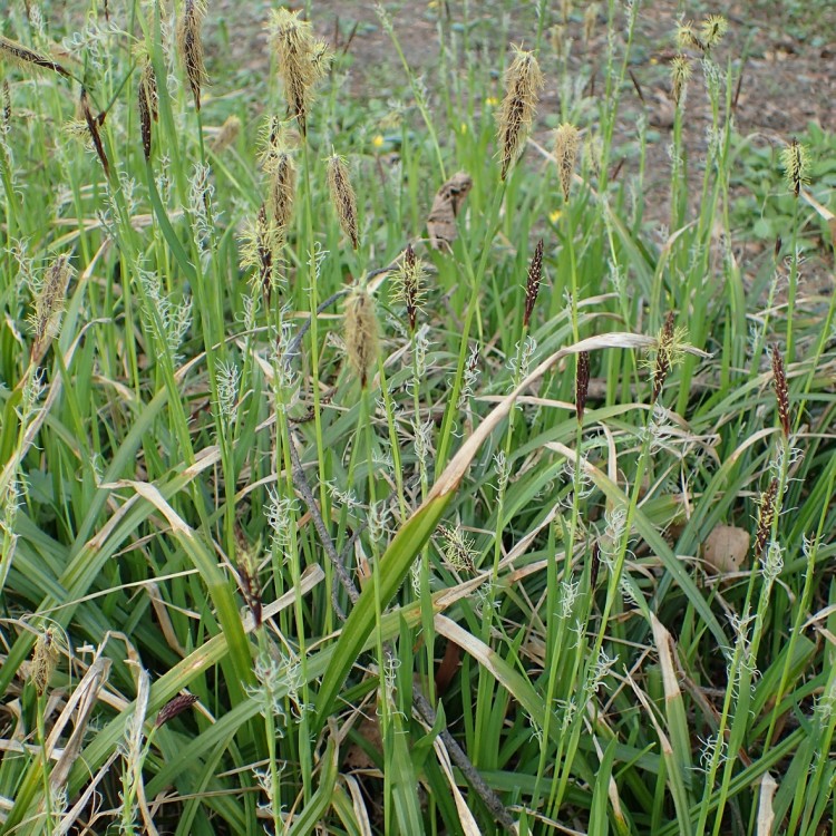 Carex / Viksva COPENHAGEN SELECT