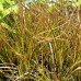 Carex testacea / Melsvoji viksva