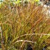 Carex testacea / Melsvoji viksva