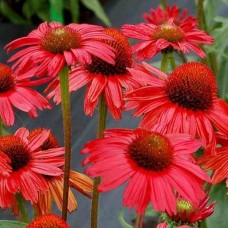 Echinacea / Ežiuolė FOUNTAIN RED