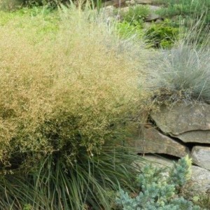 Deschampsia / Šluotsmilgė PALAVA