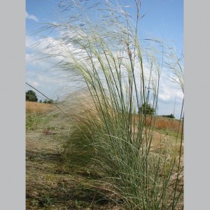Stipa capillata / Plaukuotoji Ašuotė