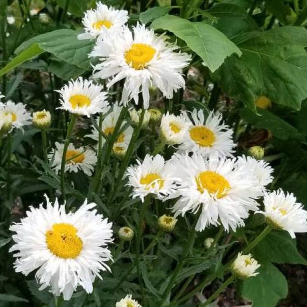 Leucanthemum / Baltagalvė SANTE