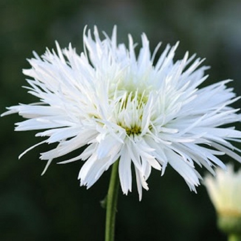 Leucanthemum / Baltagalvė SANTE