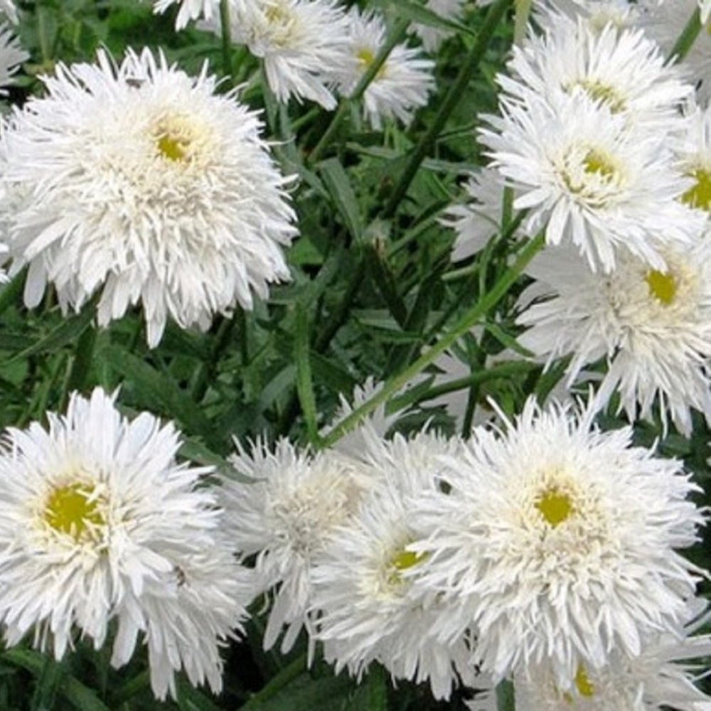 Leucanthemum / Baltagalvė SANTE