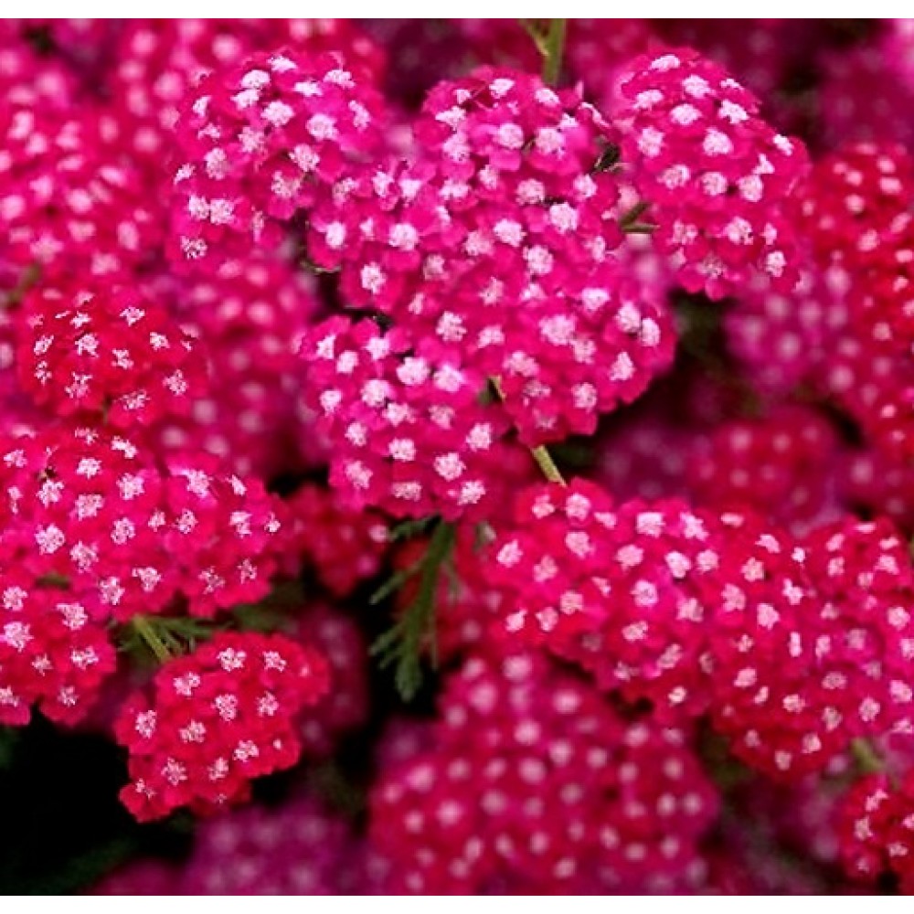 Achillea / Kraujažolė CERISE QUEEN