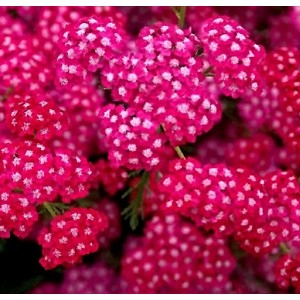 Achillea / Kraujažolė CERISE QUEEN