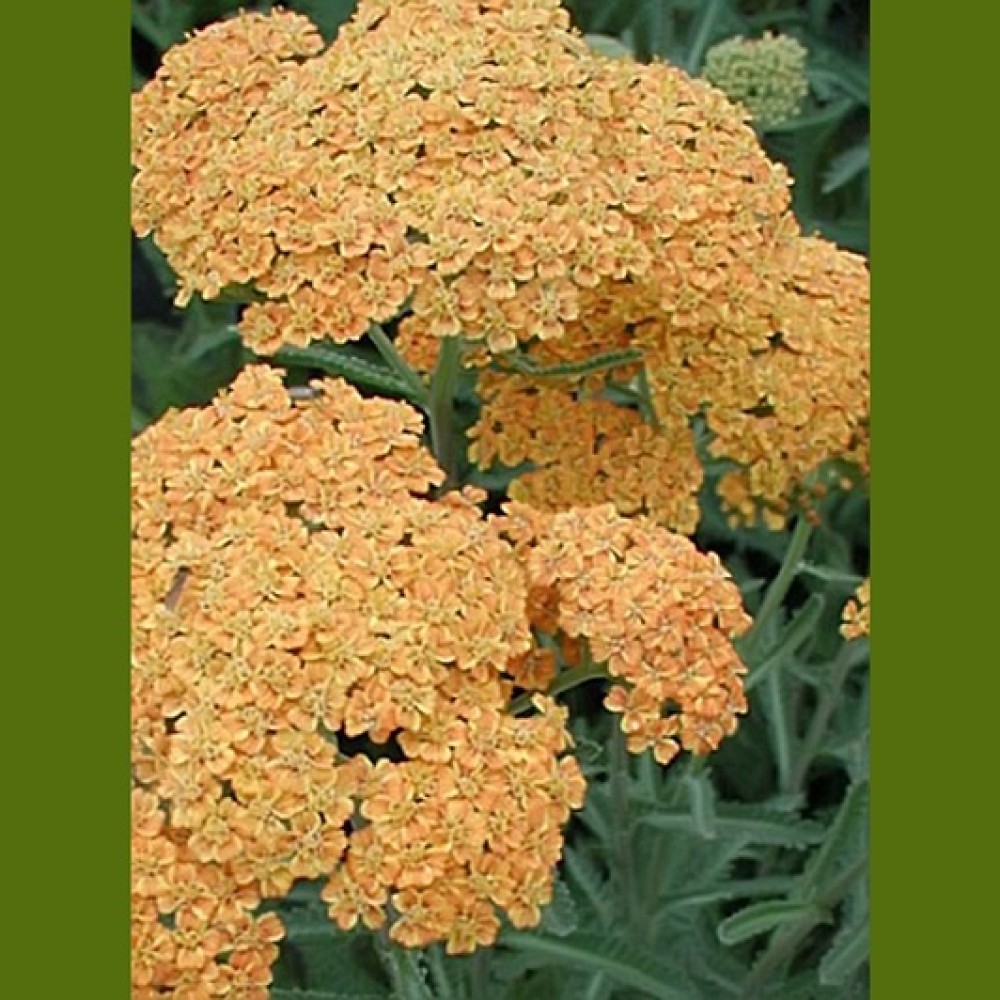 Achillea / Kraujažolė TERRACOTTA
