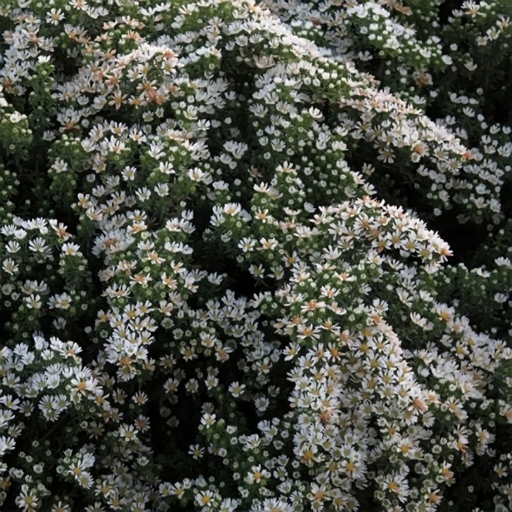 Aster / Astras SNOWFLURRY